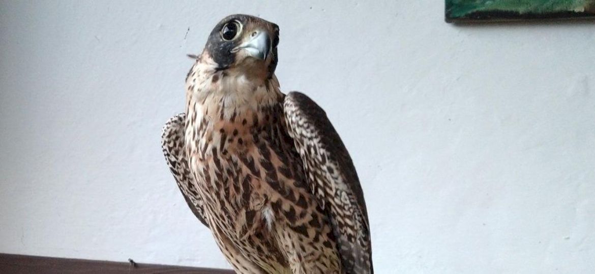 <strong>OCHRONA ZWIERZĄT.</strong> Wpadł przestępca, kt&oacute;rzy przemycał chronione ptaki w nieludzkich warunkach