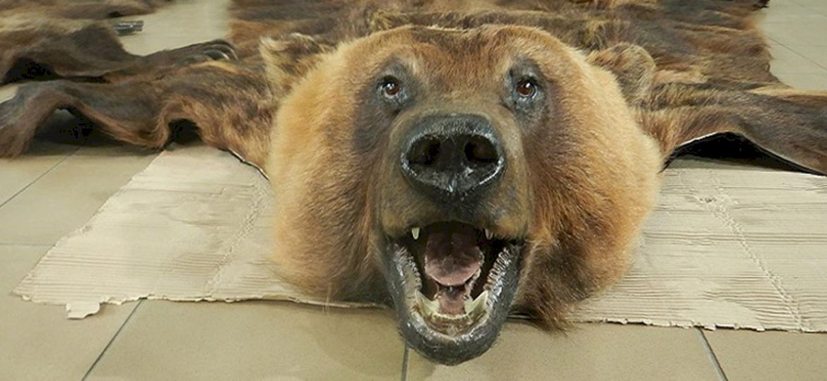 <strong>WALKA Z PRZEMYTNIKAMI.</strong> Ż&oacute;łw, sk&oacute;ry niedźwiedzia i wilka. Nielegalne okazy zatrzymane na wschodniej granicy