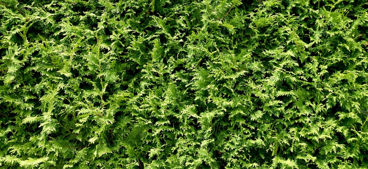 <strong>PRAWNIK ODPOWIADA. </strong>Czy sadzenie wysokich żywopłot&oacute;w na granicach działek jest zgodne z prawem?