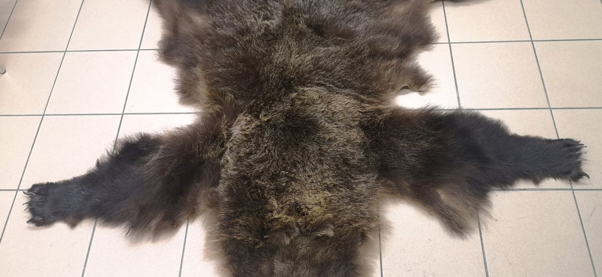 <strong>NIELEGALNE PAMIĄTKI.</strong> Służby celne wykryły przemyt... niedźwiedziej sk&oacute;ry