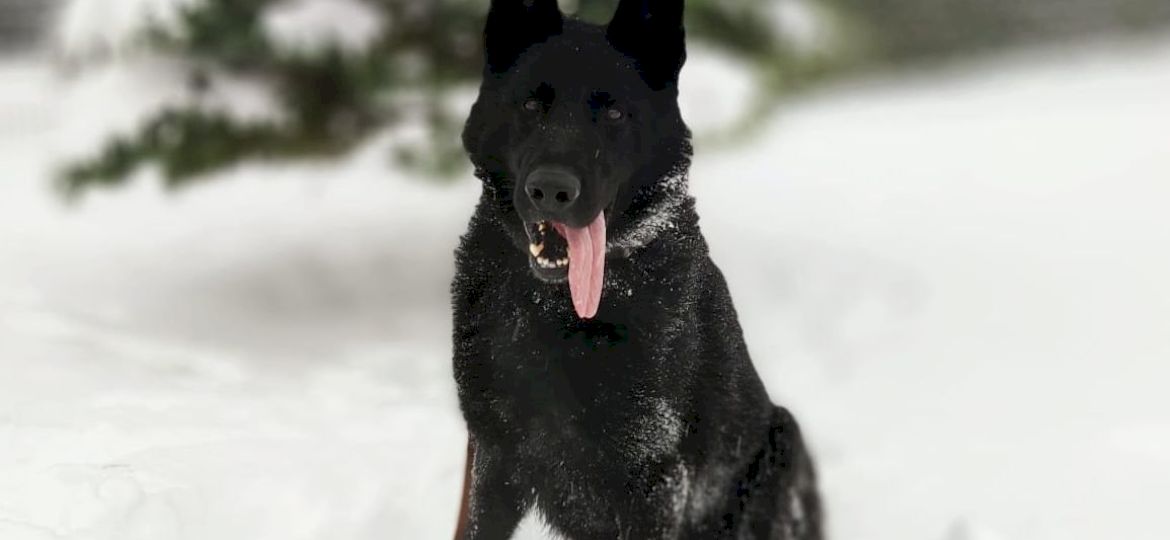 <strong>NIEBEZPIECZNA ZIMA.</strong> Policyjny pies odnalazł zaginionego mężczyznę