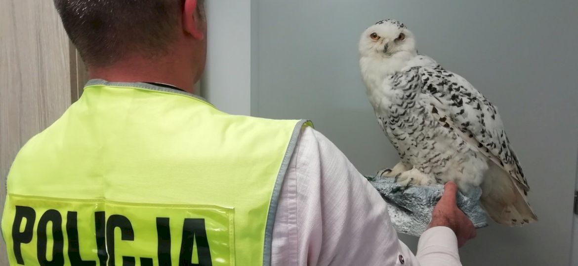 <strong>PODEJRZANE OFERTY W INTERNECIE.</strong> Handel wypchanymi ptakami objętymi ścisłą ochroną to przestępstwo