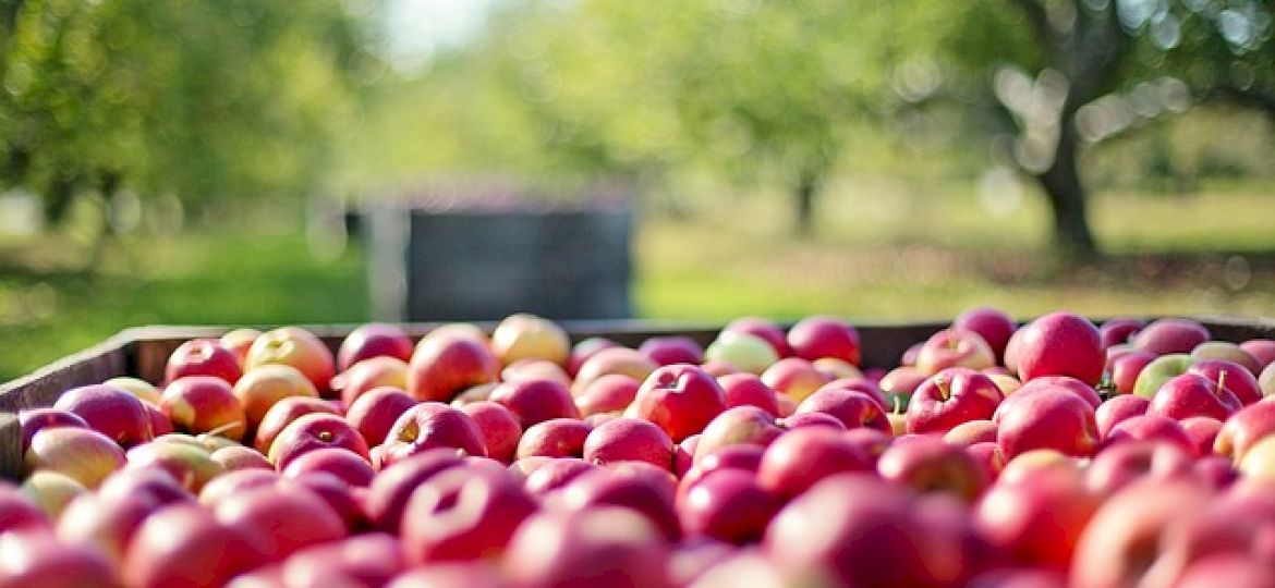 <strong>UWAGA, OSZUŚCI!</strong> Zarzuty dla nieuczciwych właścicieli skup&oacute;w owoc&oacute;w