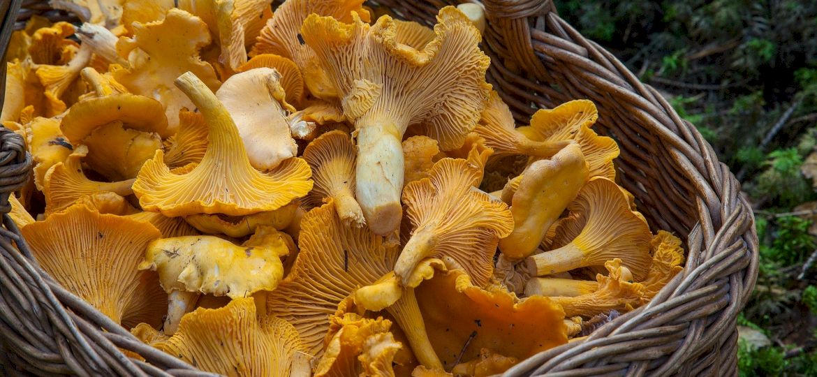 <strong>PRAWNIK ODPOWIADA.</strong> Czy w polskich lasach można zbierać grzyby i jagody bez pozwolenia?