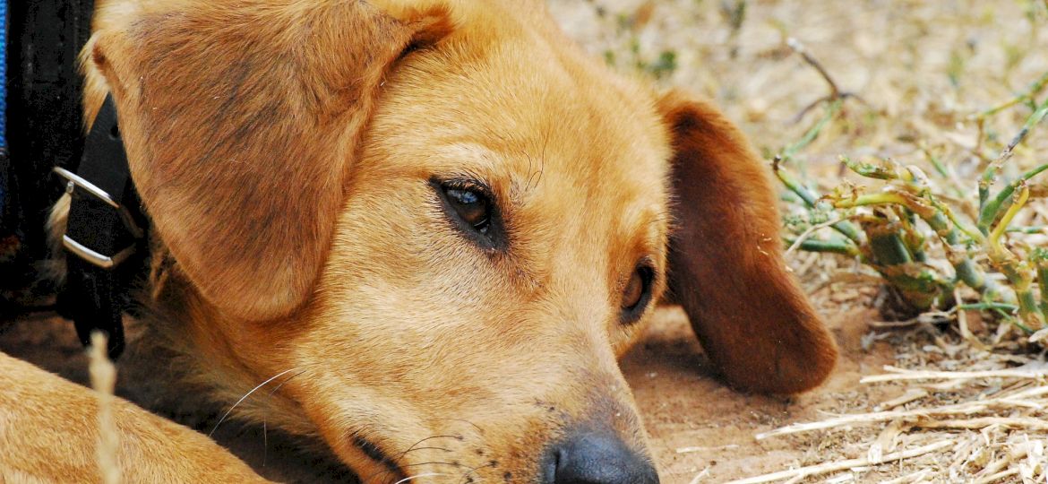 <strong>NASZ RAPORT.</strong> Znęcanie się nad zwierzętami. Co grozi sprawcom i jak należy reagować?