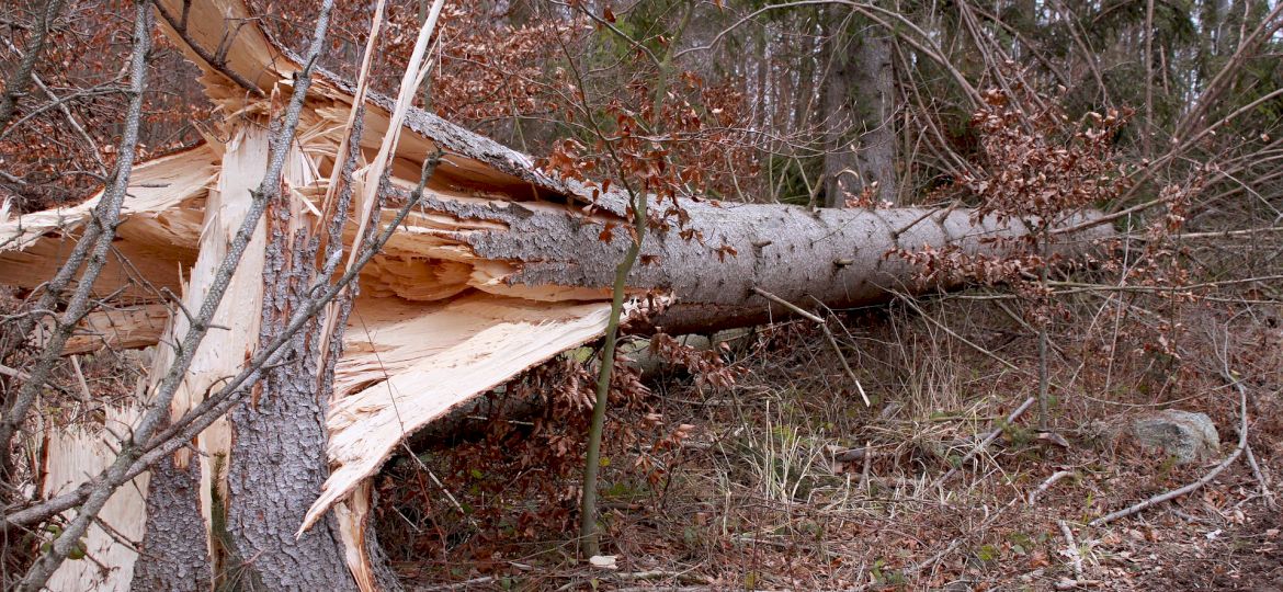 Interwencje strażak&oacute;w w trakcie wichur. Gdzie było ich najwięcej?