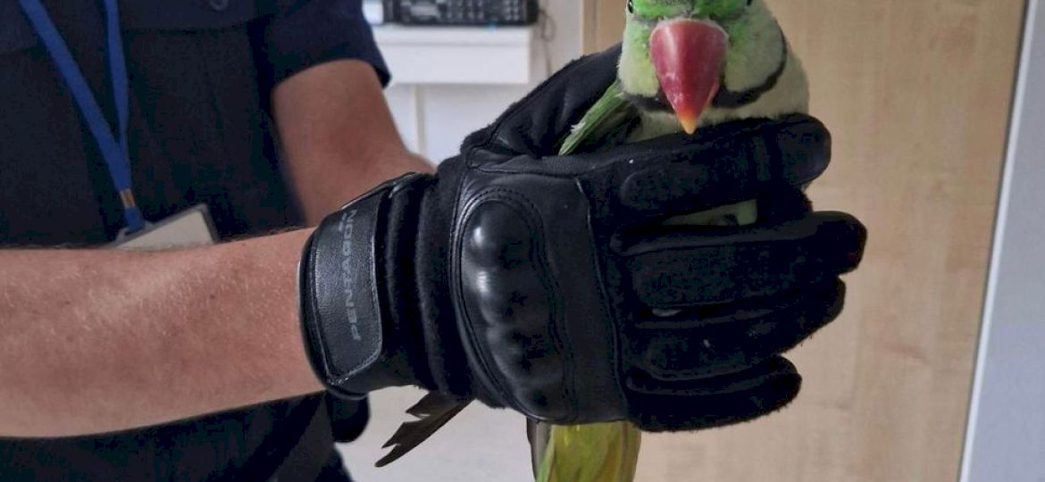 <strong>NIETYPOWA AKCJA.</strong> Policjanci uratowali papugę. Teraz szukają jej właściciela