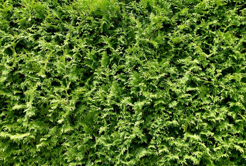 <strong>PRAWNIK ODPOWIADA. </strong>Czy sadzenie wysokich żywopłot&oacute;w na granicach działek jest zgodne z prawem?