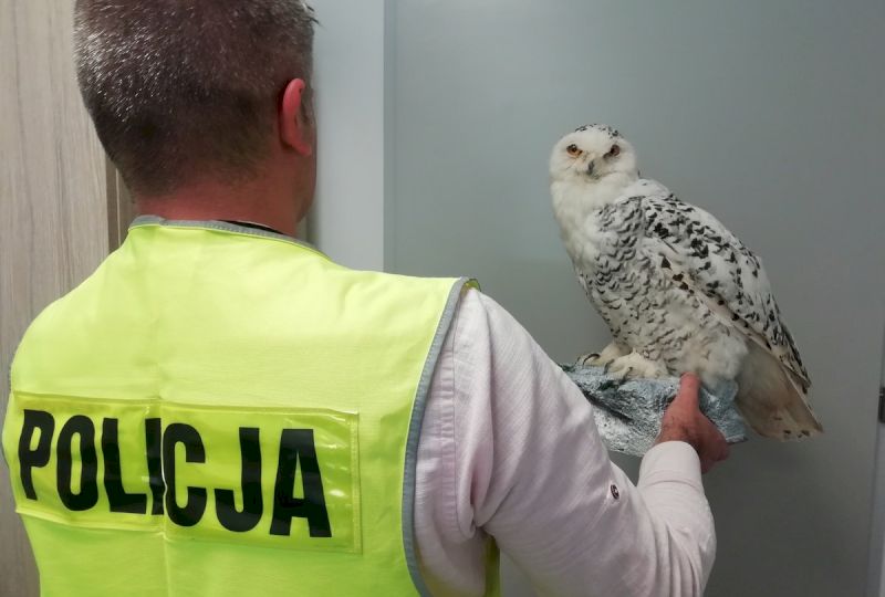 <strong>PODEJRZANE OFERTY W INTERNECIE.</strong> Handel wypchanymi ptakami objętymi ścisłą ochroną to przestępstwo